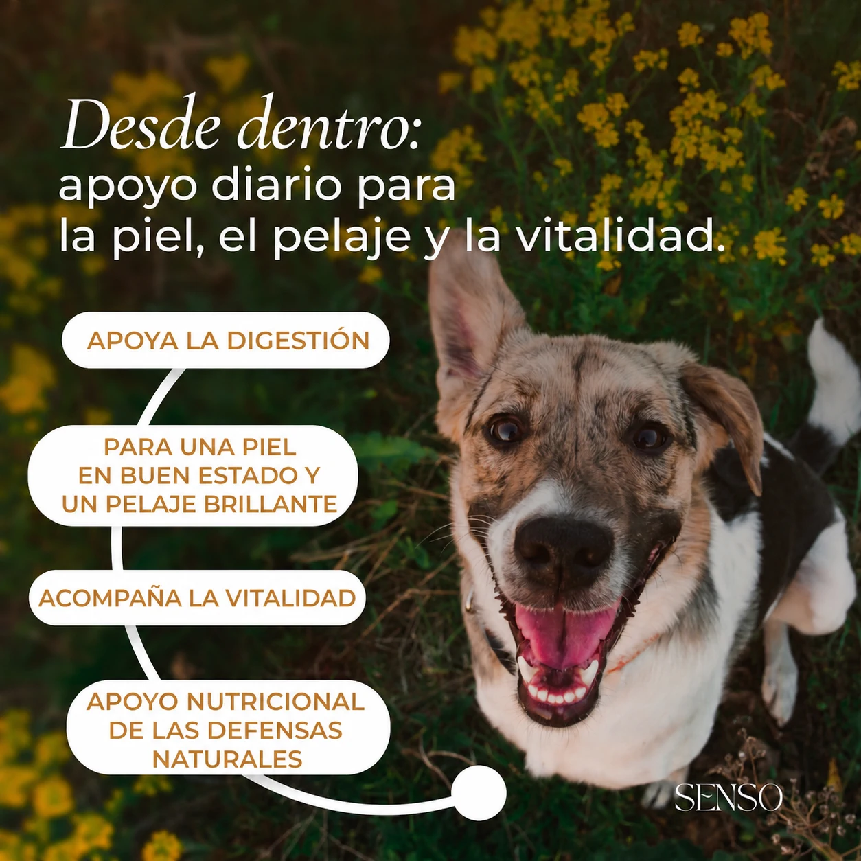 Levadura de cerveza — imagen 2