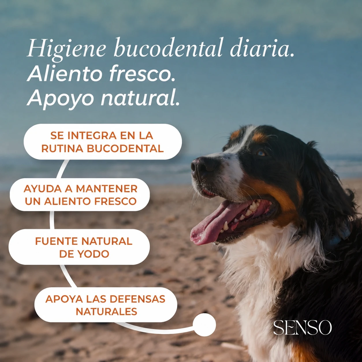 Algas pardas — imagen 2