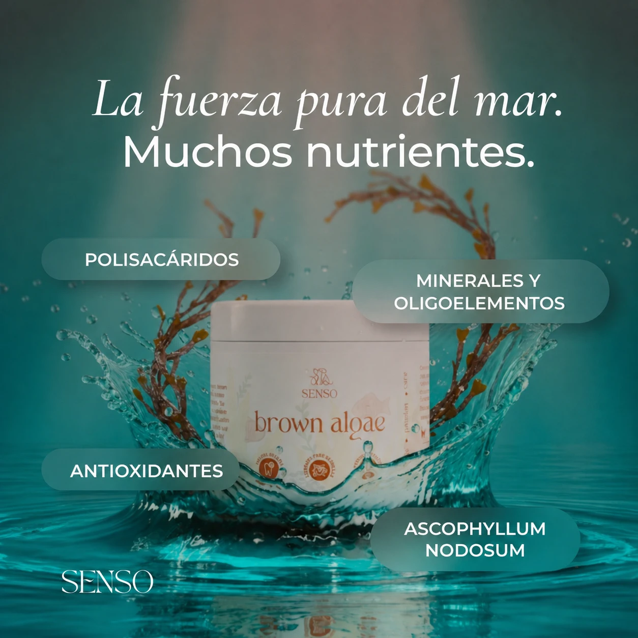 Algas pardas — imagen 5
