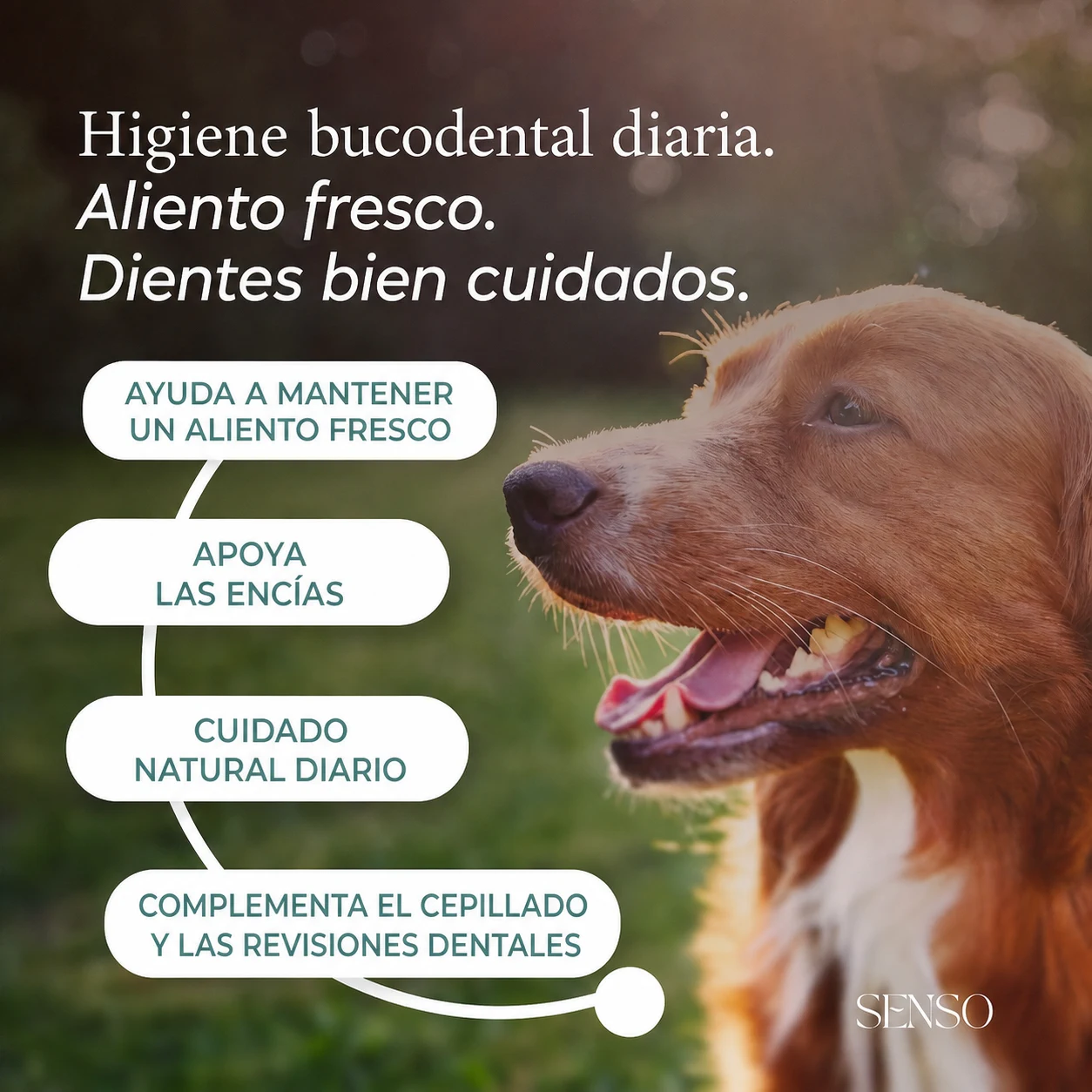 Higiene dental — imagen 2