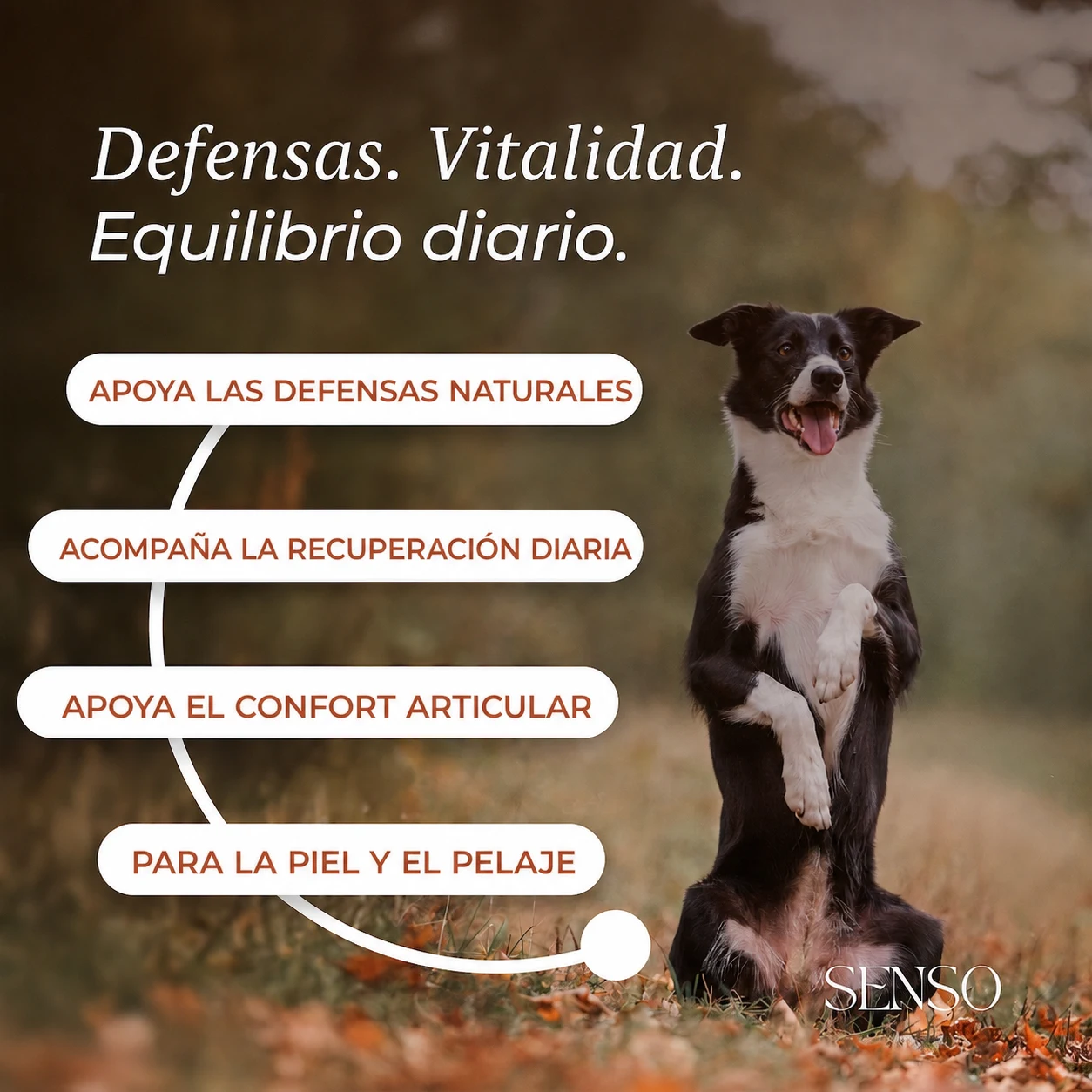 Escaramujo — imagen 2