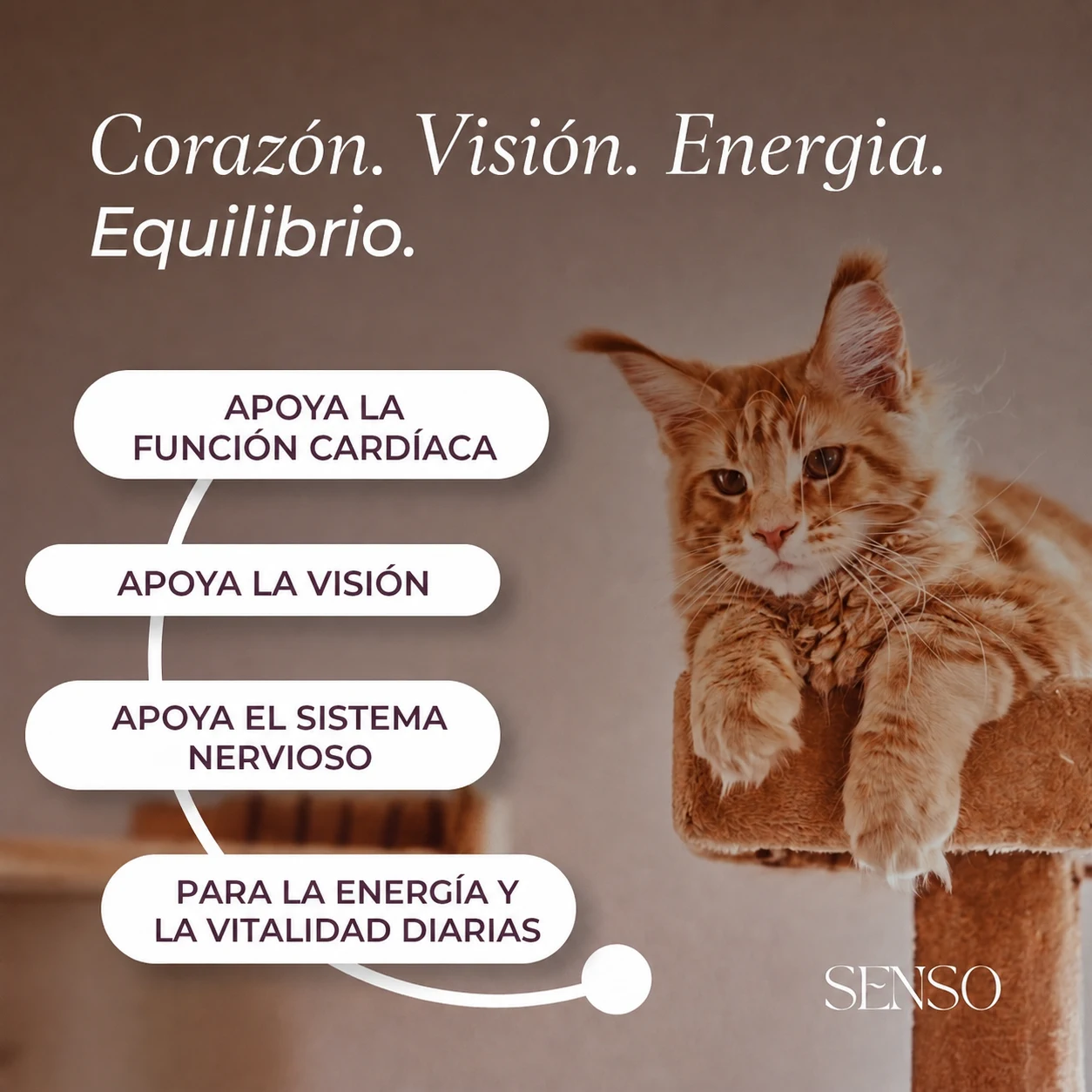 Taurina — imagen 2